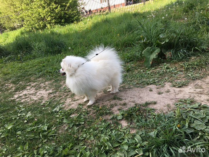 Собака вязка