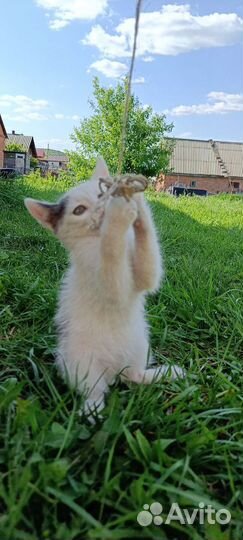 Бездомные котята