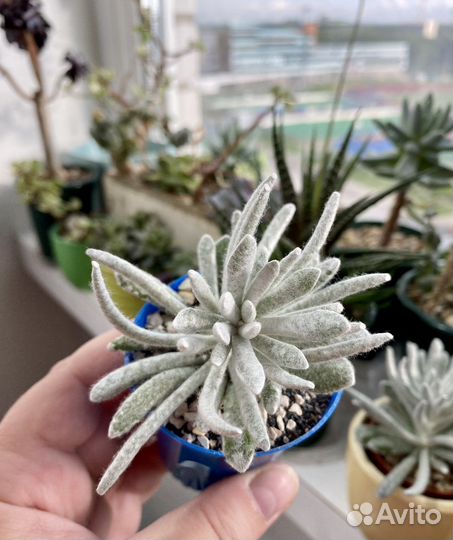 Суккуленты