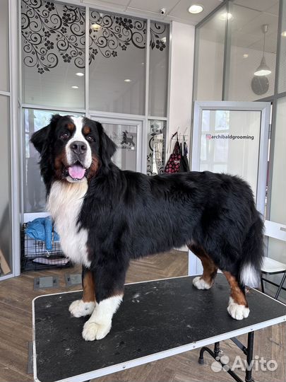 Начинающий грумер,помощник грумера