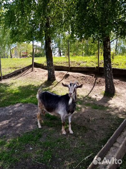 Крзы Дойные, клзлята