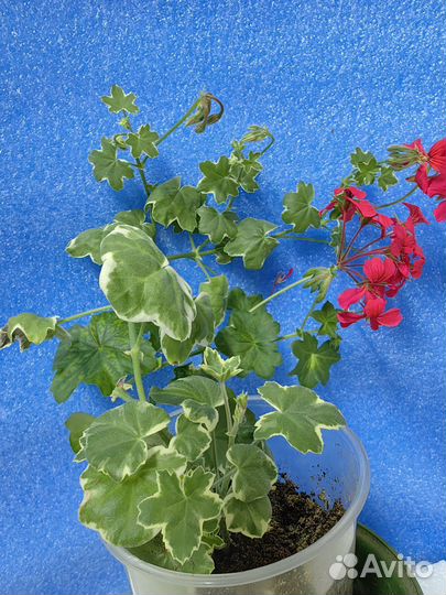 Герань пеларгония