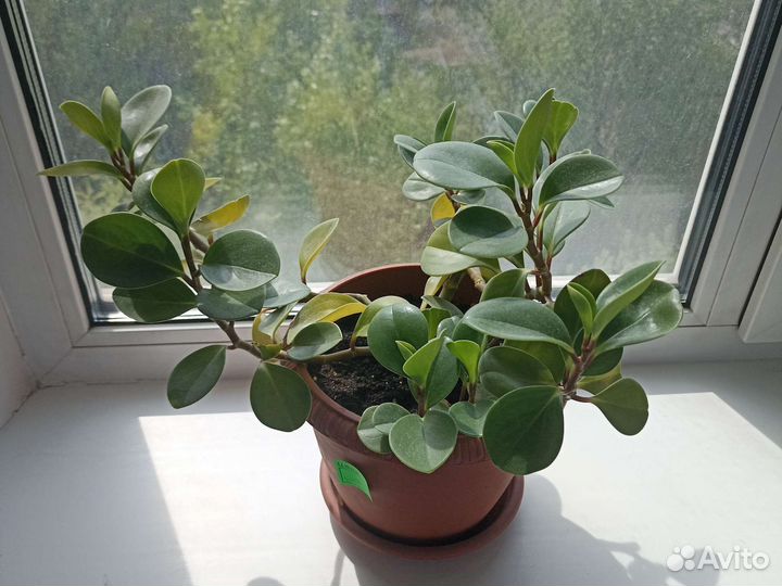 Комнатные цветы