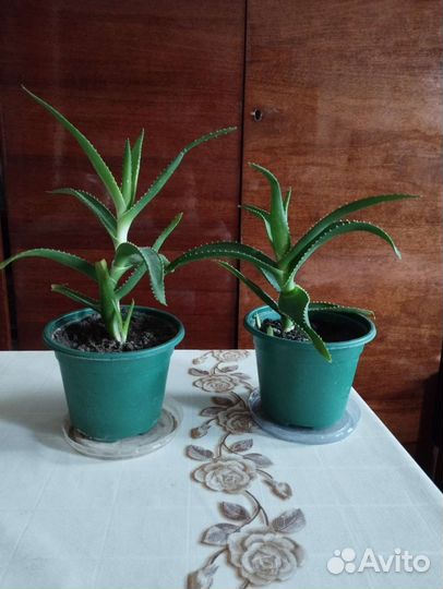 Комнатные цветы алоэ