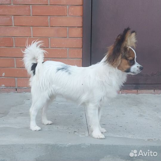 Папийон