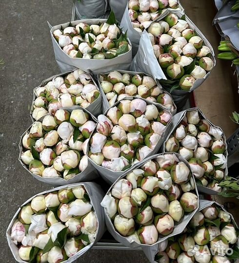 Пионы - букет пионов