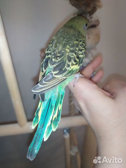 Супер ручная девочка(попугай)