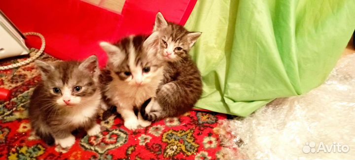 Котенок 2 месяца