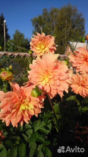 Луковицы георгинов