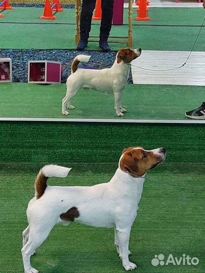 Вязка Кобель Джек Рассел Терьер
