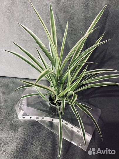 Хлорофитум