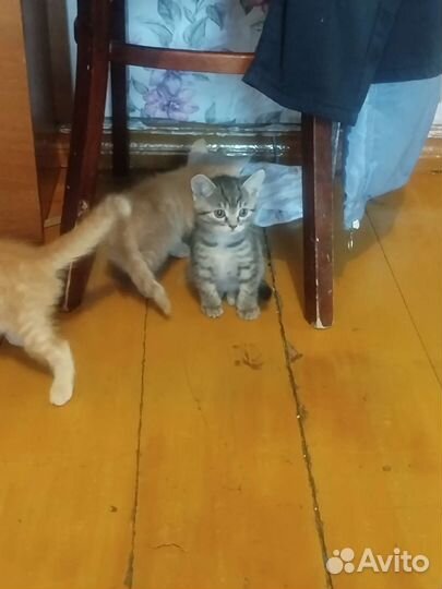 Котятки в добрые руки