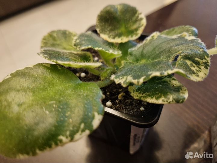 Сортовые фиалки