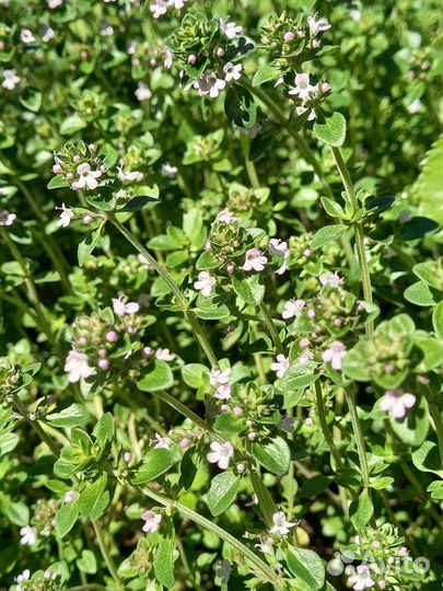 Тимьян ползучий