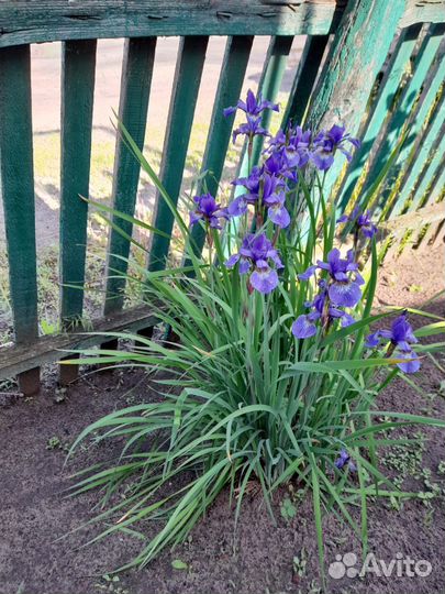 Ирисы