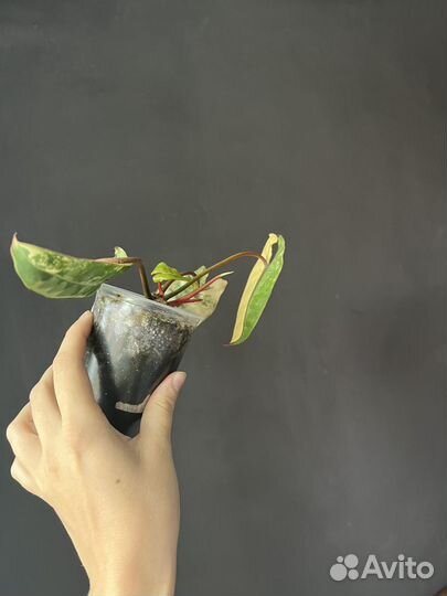 Фил. Биллитау вар