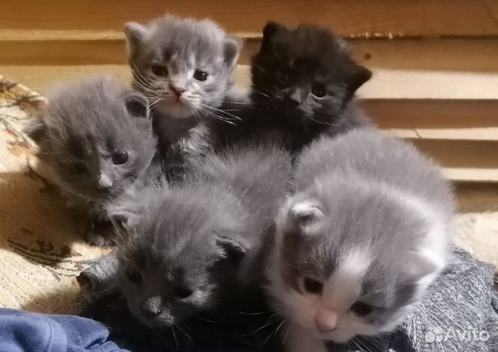 Сибирская кошка