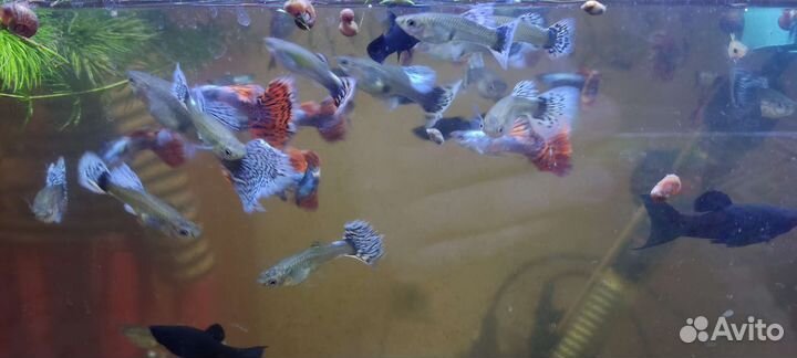 Гуппи слоновьи уши