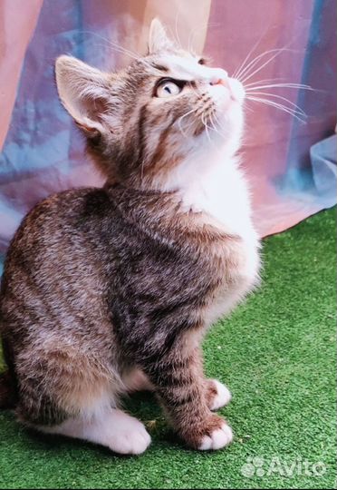 Кошка в дар