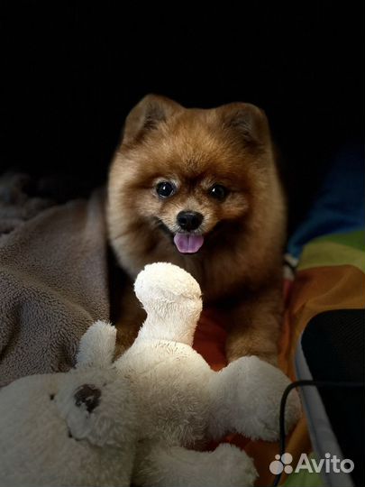 Вязка померанского шпица