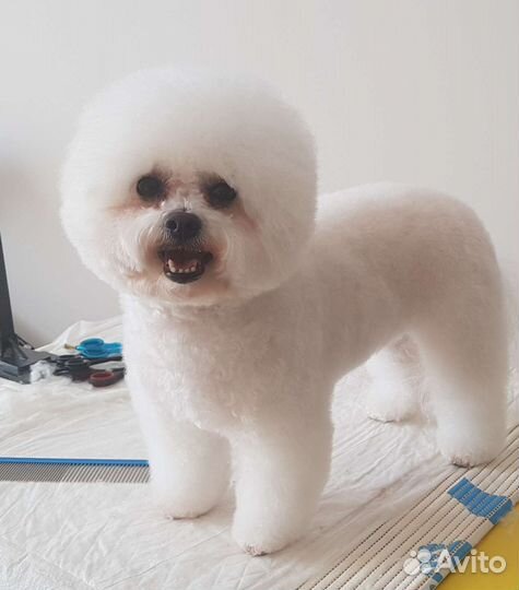 Груминг (стрижка) собак, только с выездом на дом