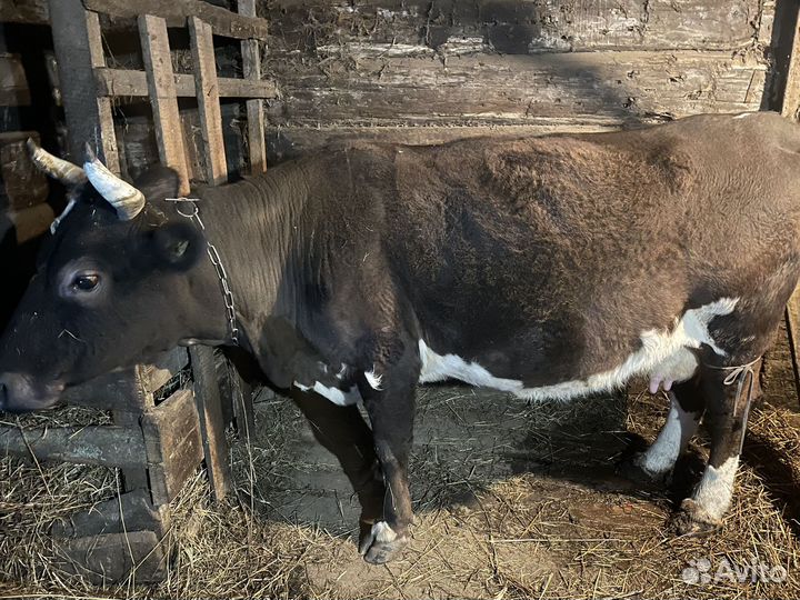 Корова на мясо