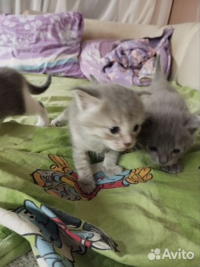 Отдам за кошачий наполнитель