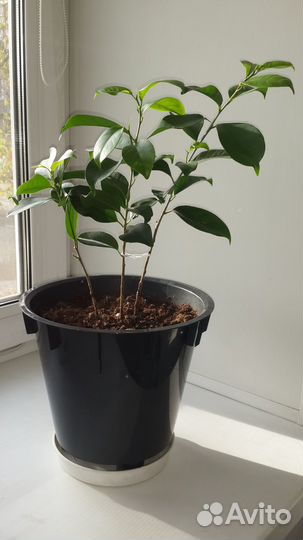 Фикусы Бенджамина