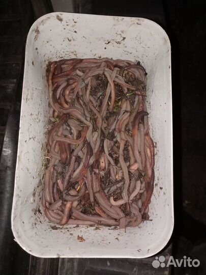 Наживка для ловли сома. Выползки