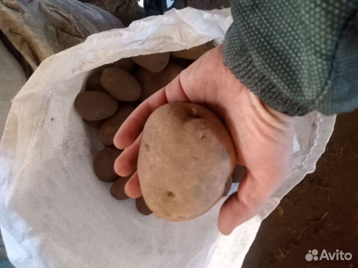 Семенной и крупныйкартофель