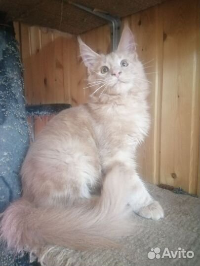 Котята мейн-кун