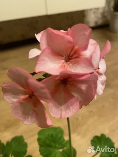 Пеларгония Звезда Подмосковья