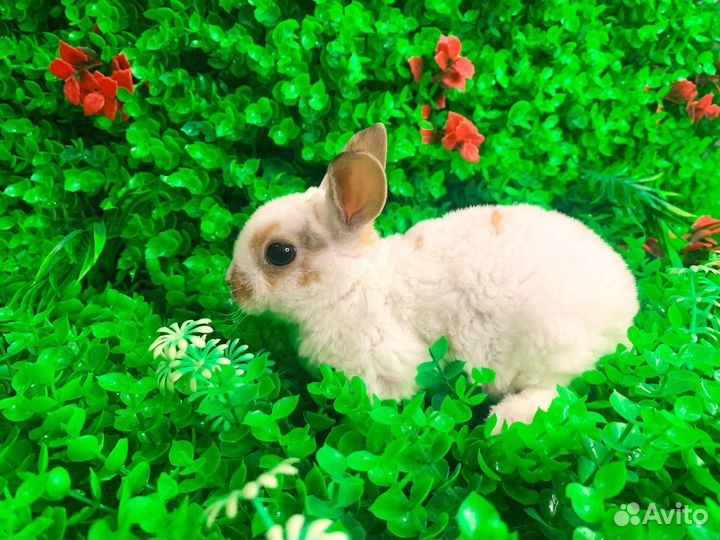 Карликовый кролик - Гермелин