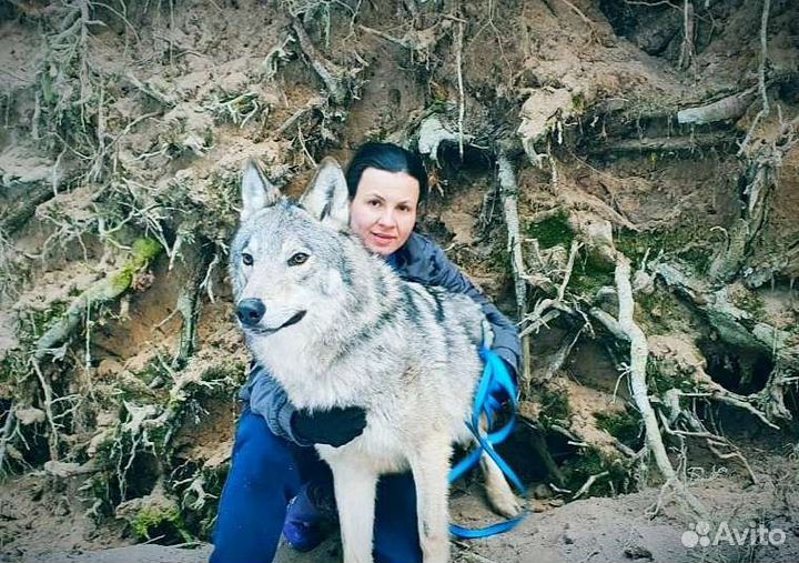 Гибриды алабай с волком