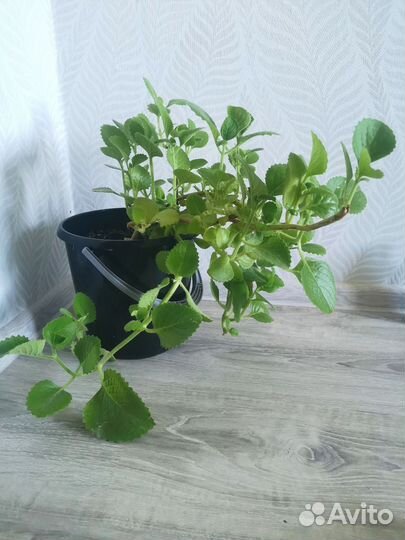 Плектрантус, комнатная мята