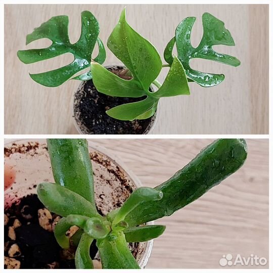 Монстера минима, толстянка/ крассула Хоббит
