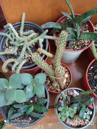 Суккуленты Гастерия Толстянка кактус