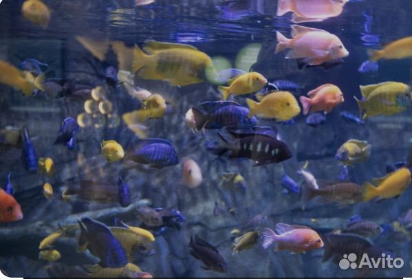 Аквариумные рыбки