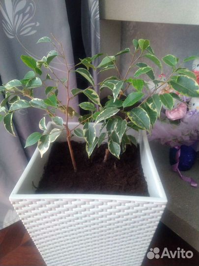 Фикус и щучий хвост