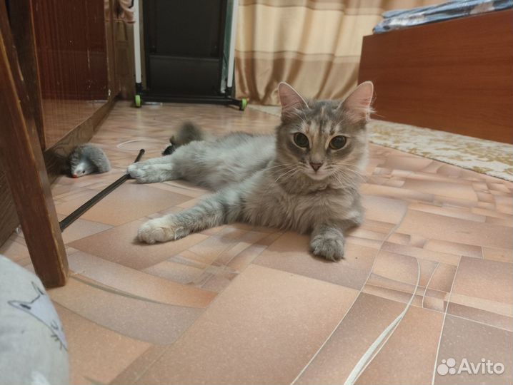 Красивая умная кошечка