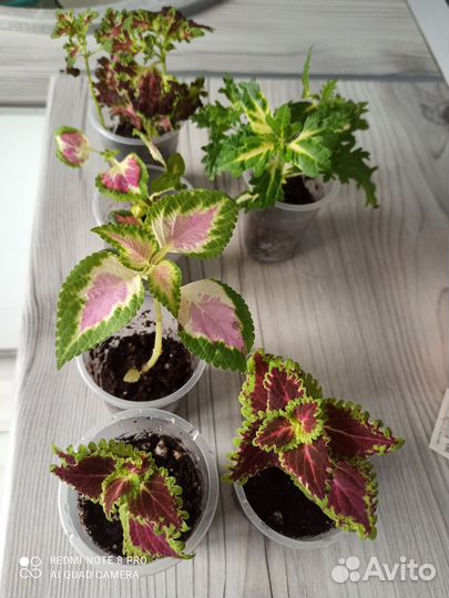 Бегония декоративная, Каланхоэ жёлтый, колеус