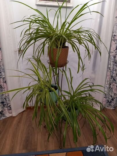 Хлорофитум