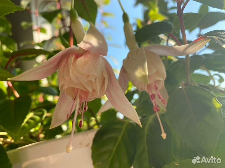 Фуксия - укоренившиеся черенки нескольких видов