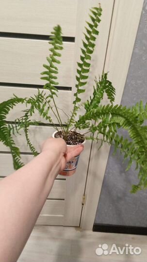 Деленки папоротника