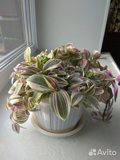 Традесканция