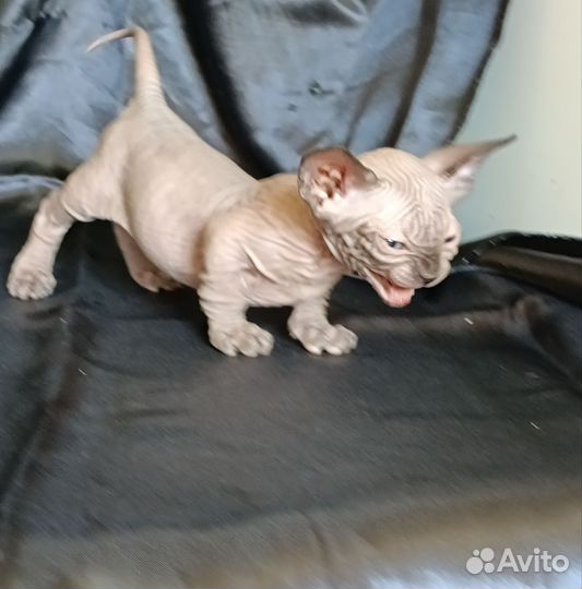 Канадский сфинкс.котики