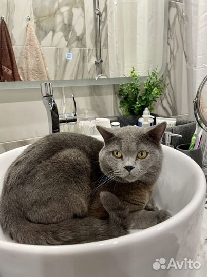 Шотландский кот вязка