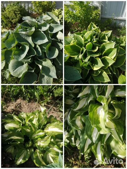 Ирисы бородатые все сортовые