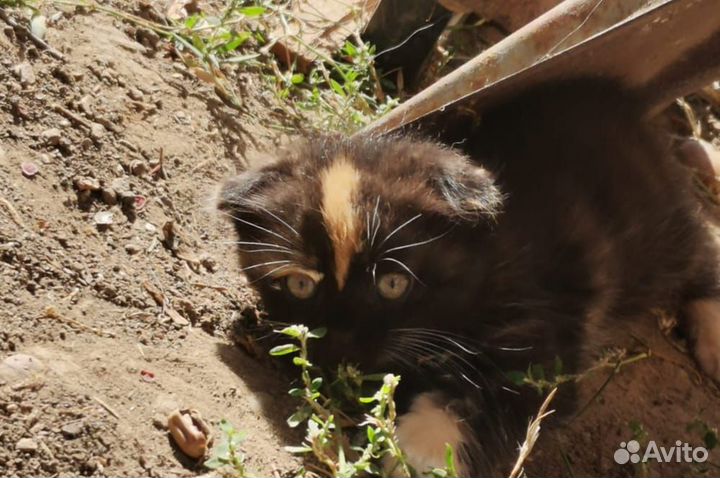 Кошка