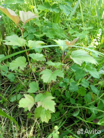 Калина куст